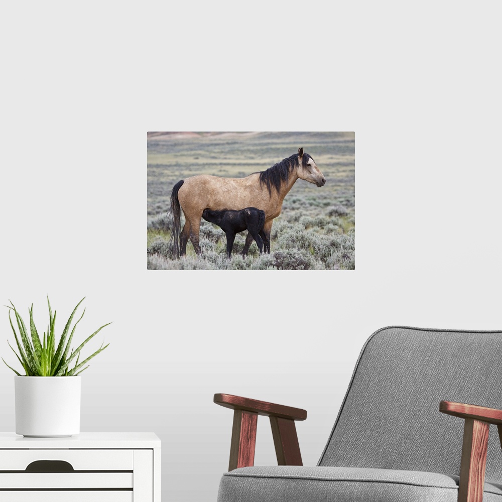 A modern room featuring Wild horse (Equus caballos) foal nursing with mother, Wyoming prairie, June.