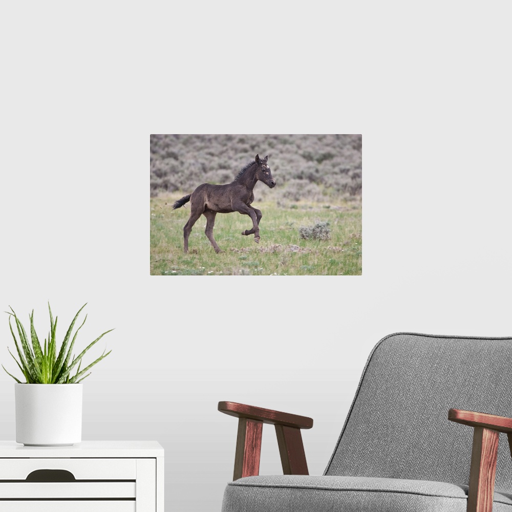A modern room featuring Wild Horse (Equus caballos) foal playing, Wyoming prairie, June.