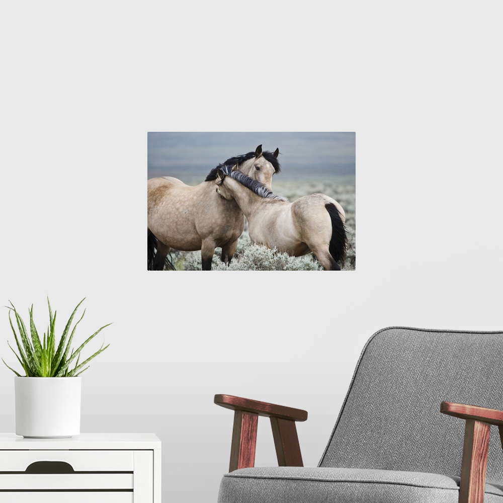 A modern room featuring Wild horses (Equus caballos) mare greeting last year's colt, Wyoming, USA, June.