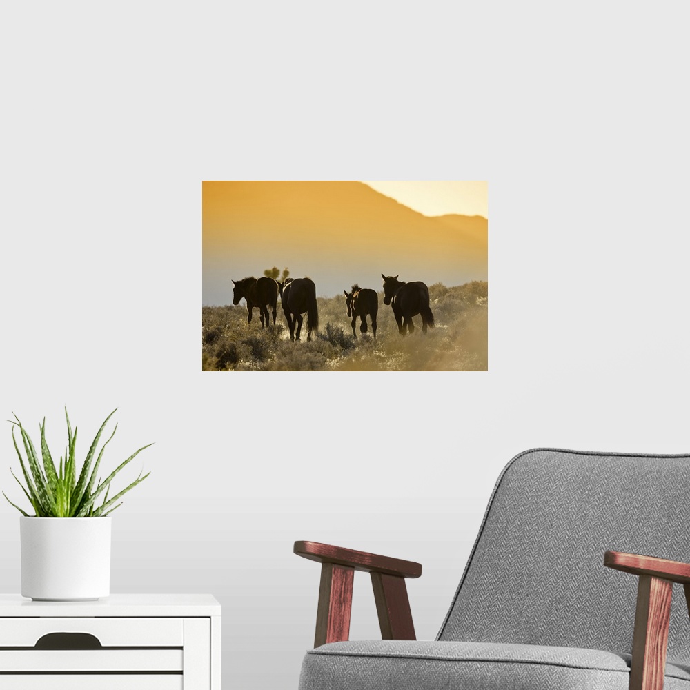 A modern room featuring Wild Mustangs, Wheeler Peak herd, Cold Creek Road, Spring Mountain range,  Nevada
