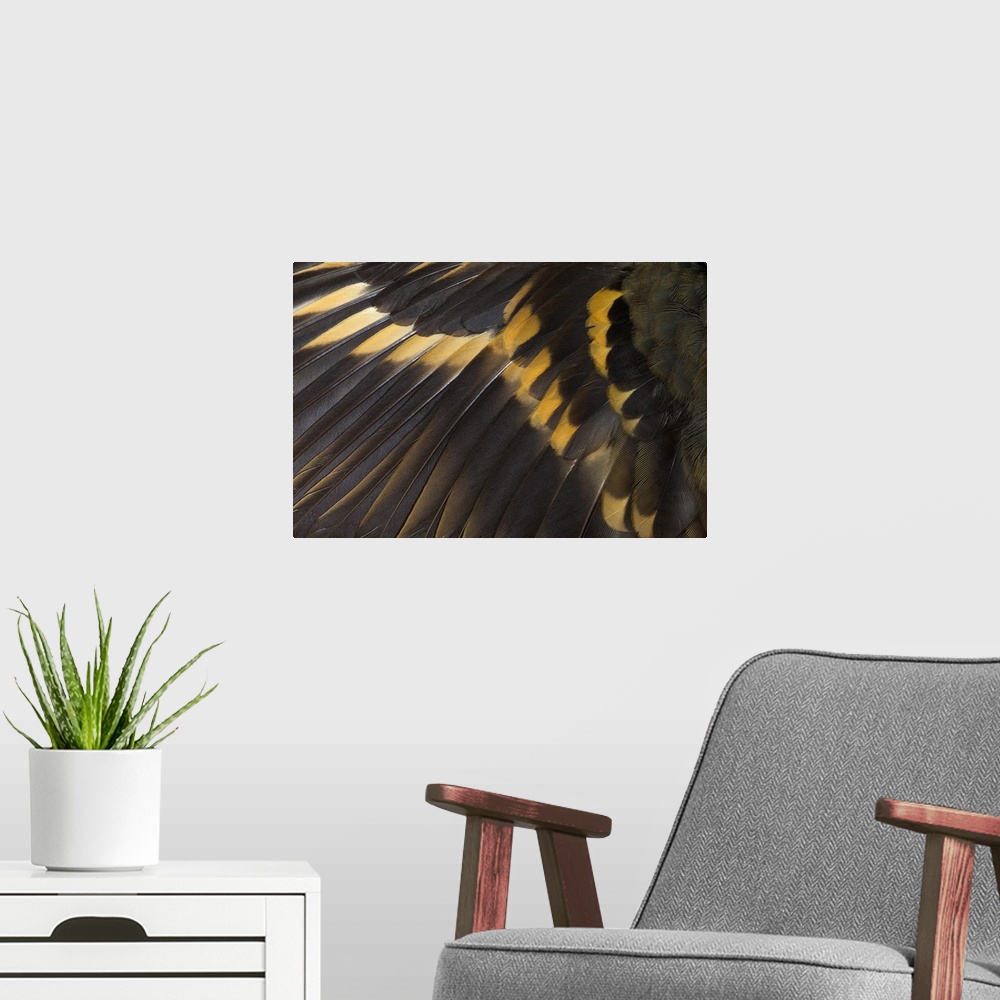 A modern room featuring Wing feathers of Varied Thrush.