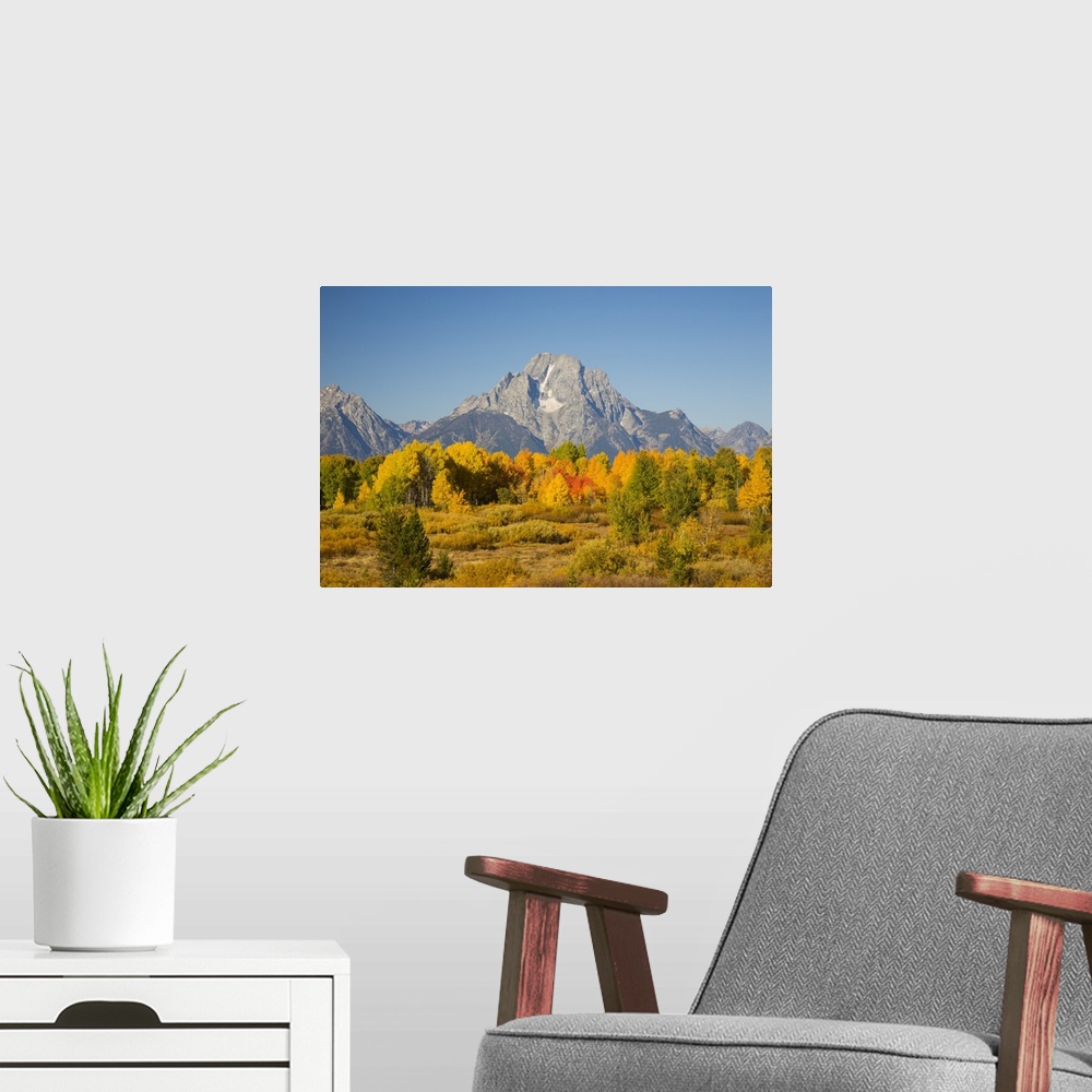 A modern room featuring Wyoming, Grand Teton National Park, Aspen Trees with Mount Moran.