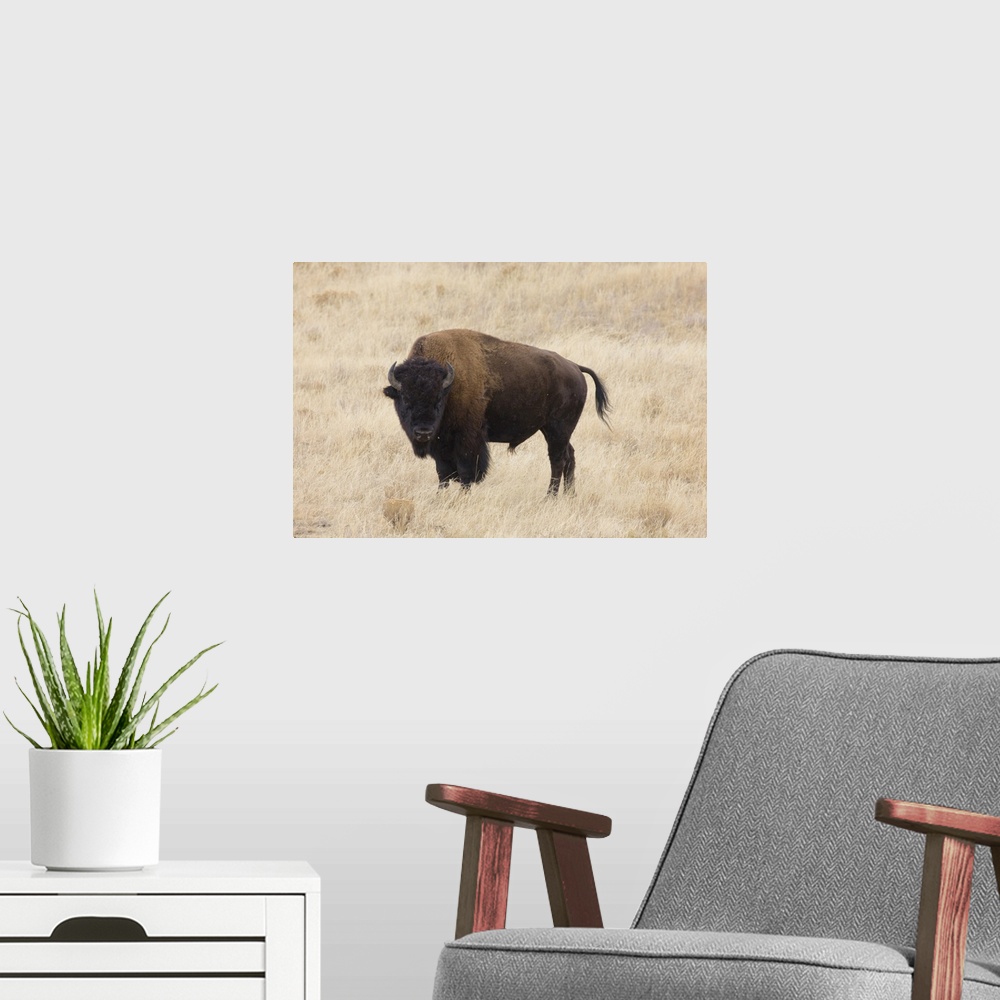 A modern room featuring Wyoming, Yellowstone National Park, Bison bull (Bison bison), in the Lamar Valley.