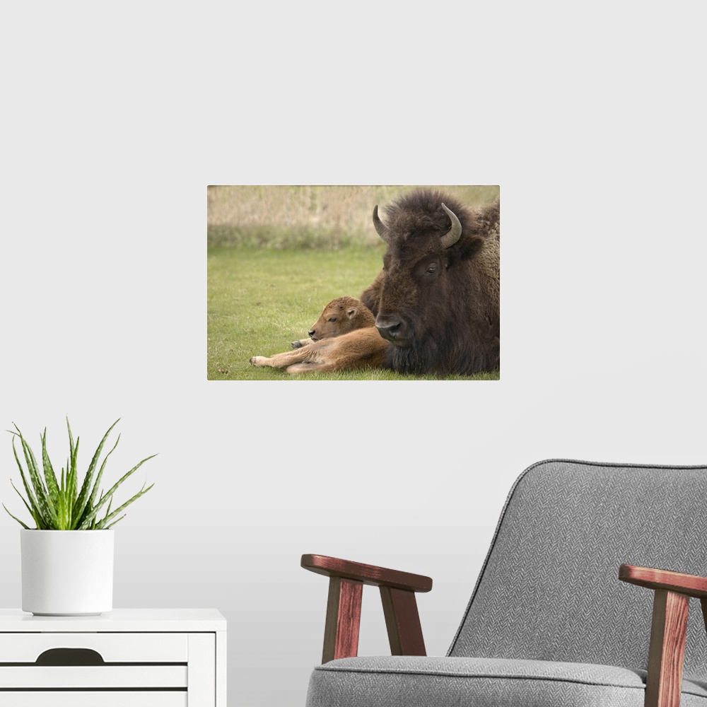 A modern room featuring USA, Wyoming, Yellowstone National Park. Close-up of bison mother resting on grass with calf.