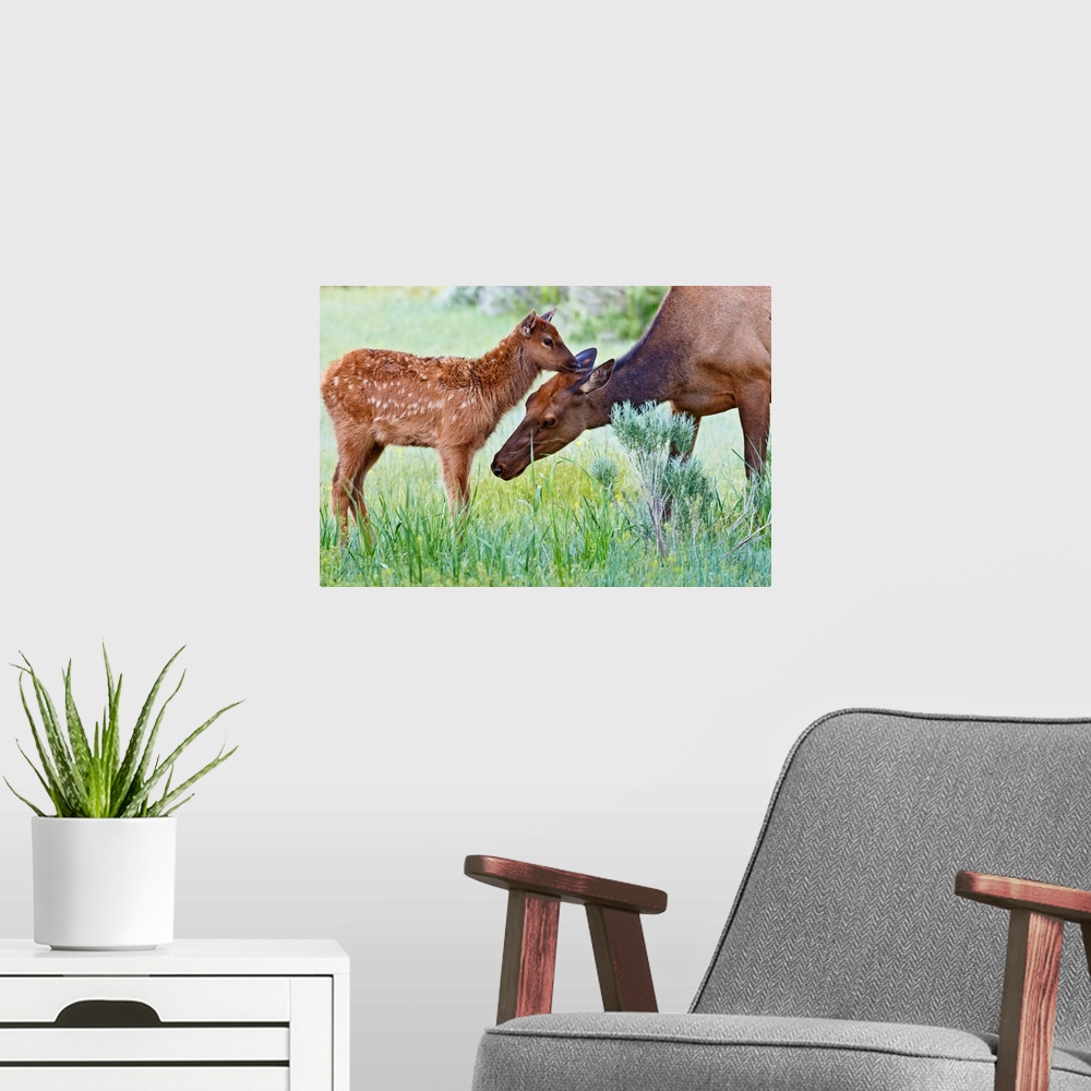 A modern room featuring North America, USA, Wyoming, Yellowstone National Park, elk (Cervus elaphus) cow licking calf.