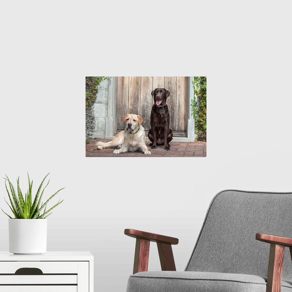 A modern room featuring Yellow and Chocolate Labrador Retrievers sitting on rock patio