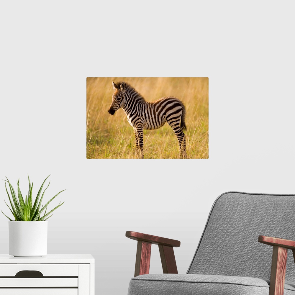 A modern room featuring Young Plains Zebra (Equus quagga) in grass, Masai Mara National Reserve, Kenya.
