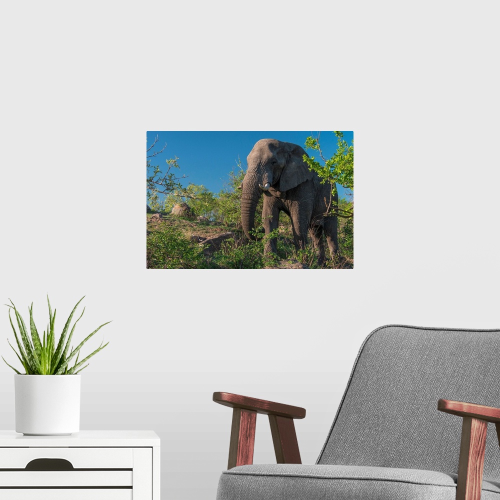 A modern room featuring African Elephant (Loxodonta africana) in Kruger National Park, South Africa