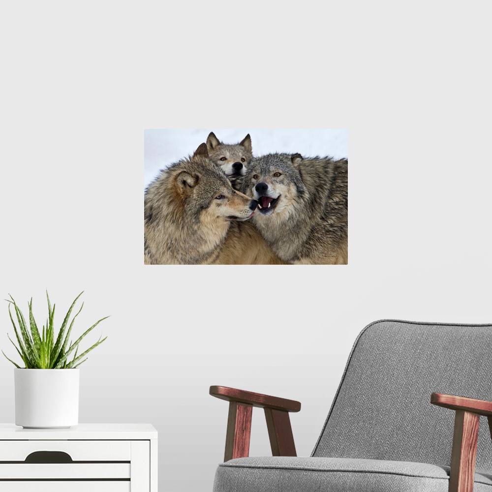 A modern room featuring Captive grey wolf pack huddling together to establish dominance.
