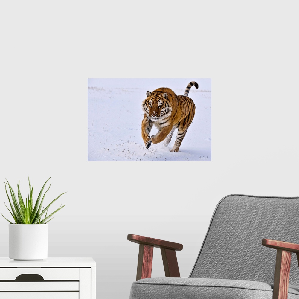 A modern room featuring SIBERIAN or AMUR TIGER (Panthera tigris tigris) leaping through the snow, Bozeman, Montana, USA.