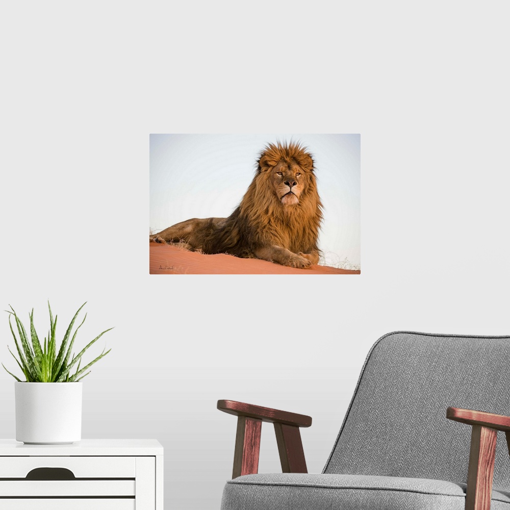 A modern room featuring Magnificent and rare captive male Barbary lion (Panthera leo leo), posing regally in Monument Val...