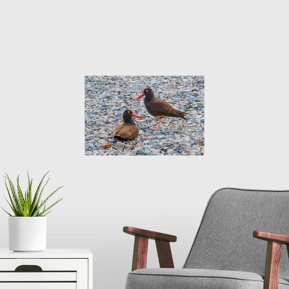 A modern room featuring BLACK OYSTERCATCHERS (Haematopus bachmani), guarding their nest in  Kukak Bay, Katmai National Pa...