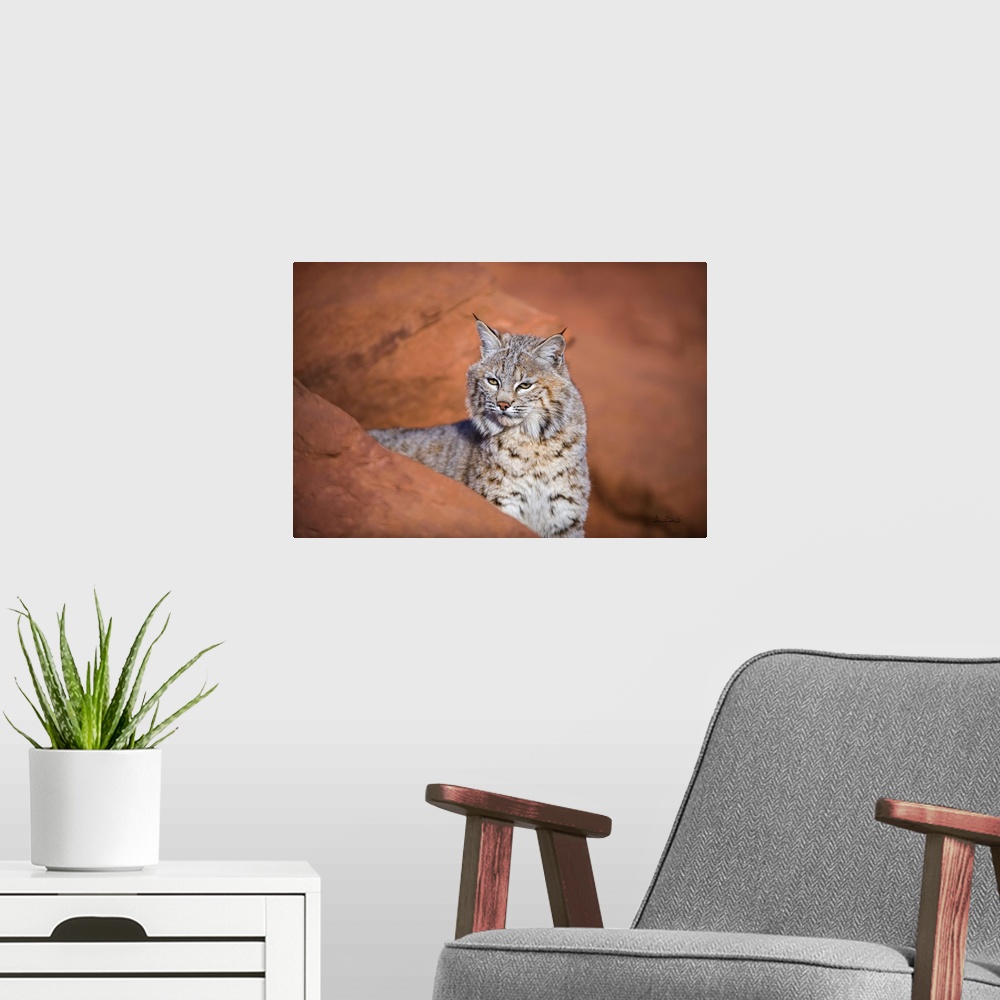 A modern room featuring Juvenile bobcat (Lynx rufus) posing on the sandstone cliffs of Monument Valley, Arizona, USA.