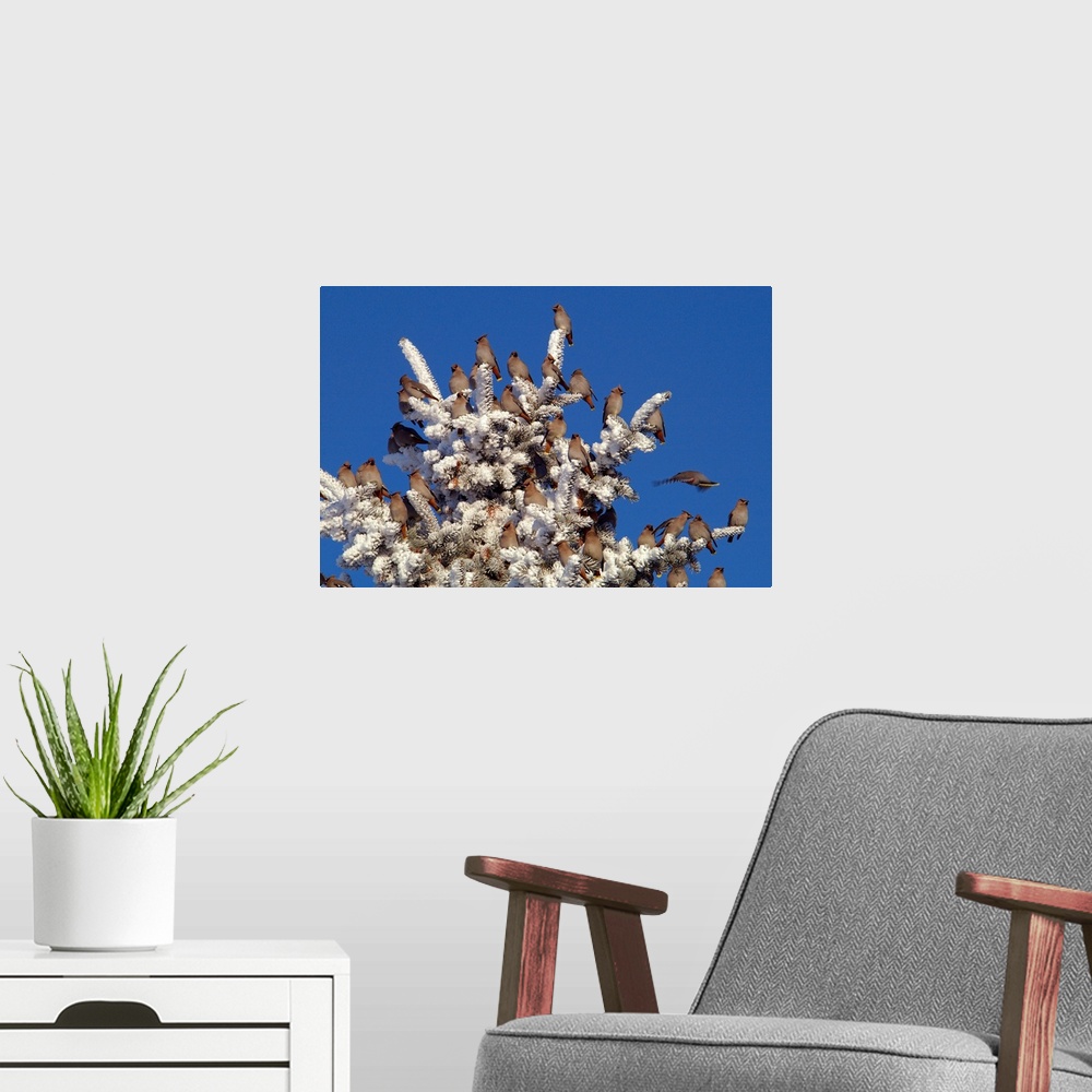 A modern room featuring Bohemian Waxwings (Bombycilla garrulus), creating an ornamental look on a hoarfrost covered spruc...