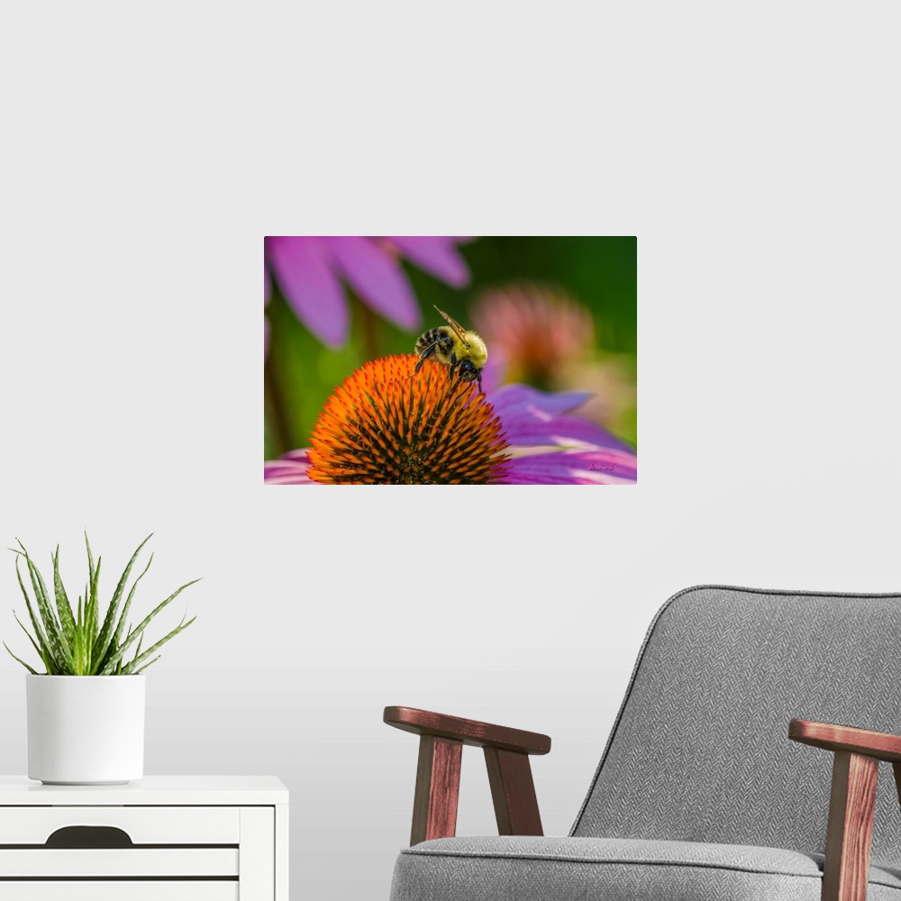 A modern room featuring Bumblebee feeding on nectar at a euchenasia flower.