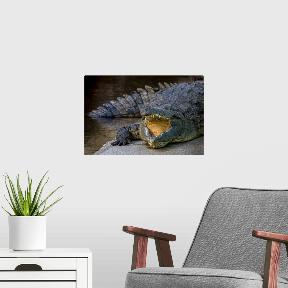 A modern room featuring Crocodile resting in Gatorland, Orlando, Florida.