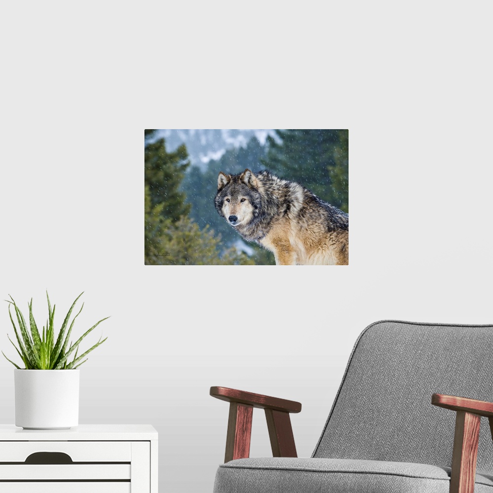 A modern room featuring Captive Grey Wolf (Canis lupus)  posing in its environment during a snow squall.