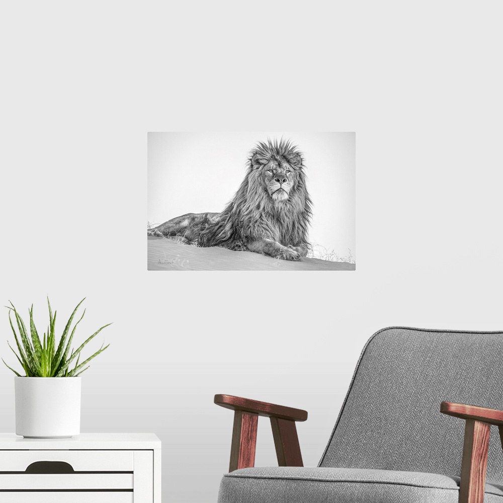 A modern room featuring King of the desert male barbary lion - extirpated in the wild.