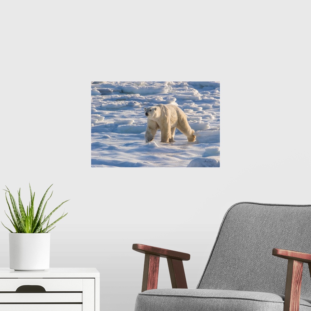 A modern room featuring Mature polar bear (Ursus maritimus) near the  Hudson Bay Coast, Manitoba, Canada, approaching in ...