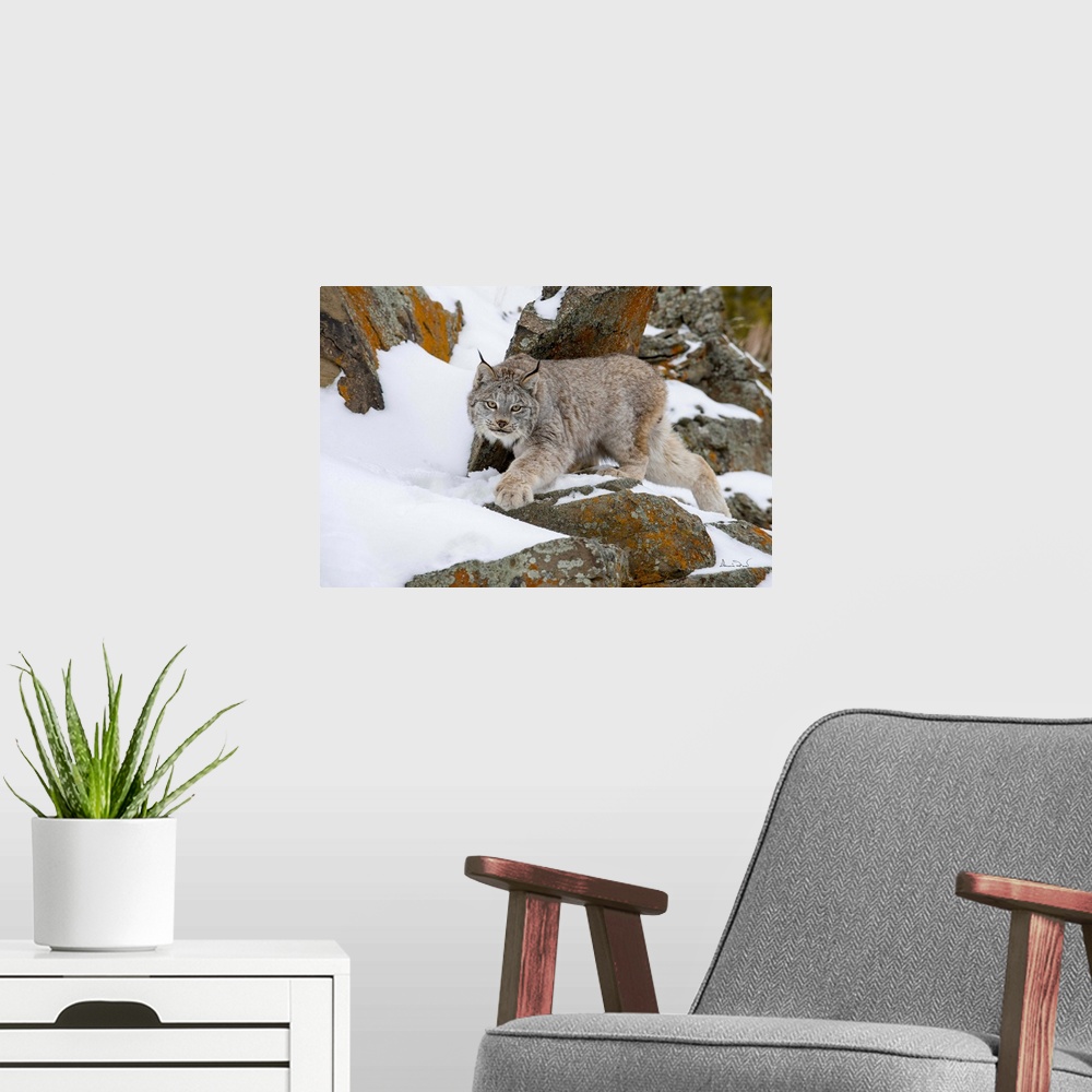 A modern room featuring Captive Canada lynx (Lynx canadensis) posing in the snow, Bozeman, Montana, USA.