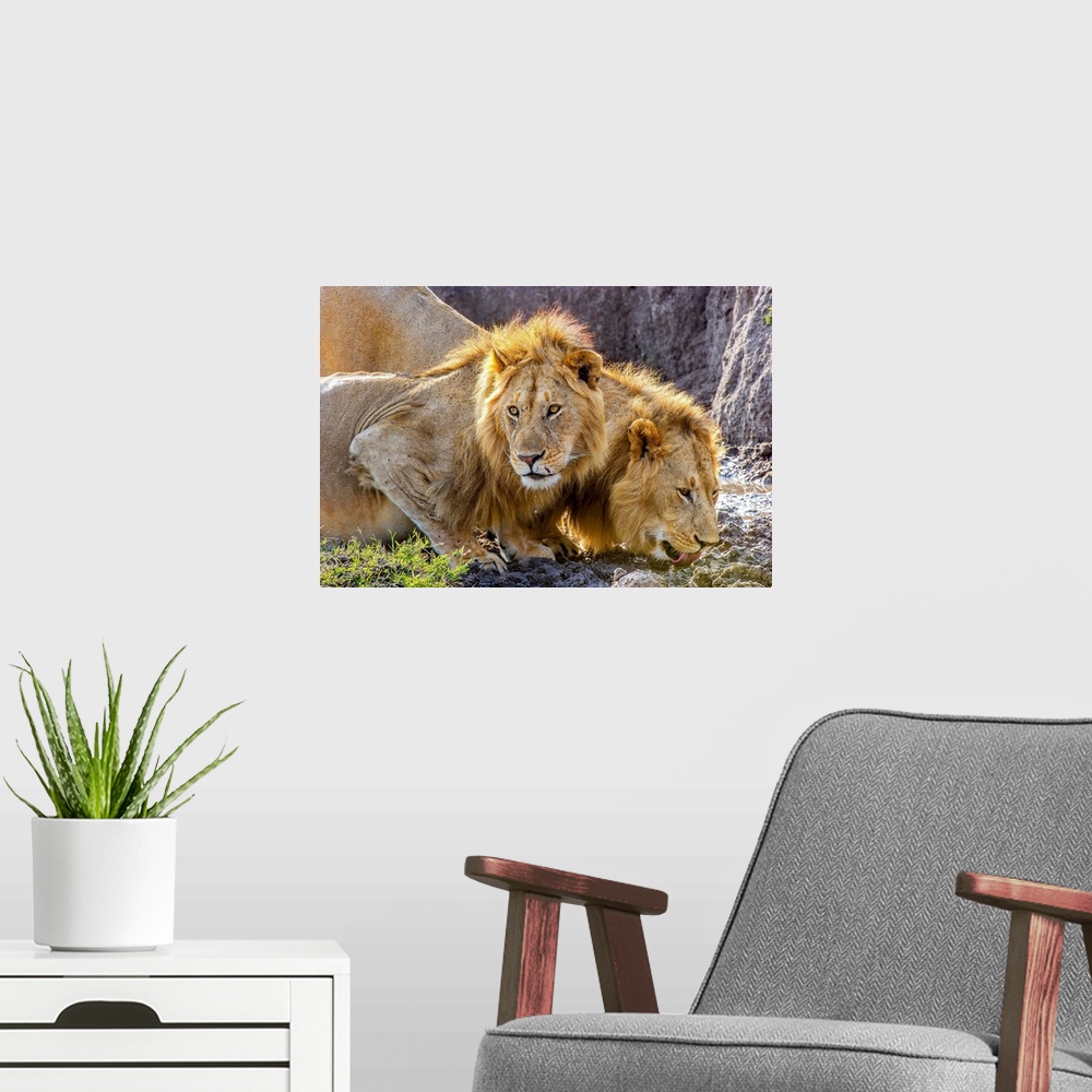 A modern room featuring Two male African Lions (Panthera leo) in the Masai Mara, Kenya, quenching their thirst after feed...