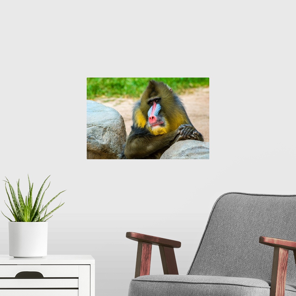 A modern room featuring A male MANDRILL (Mandrillus sphinx), vulnerable in the rainforests of Africa relaxes in the Phoen...