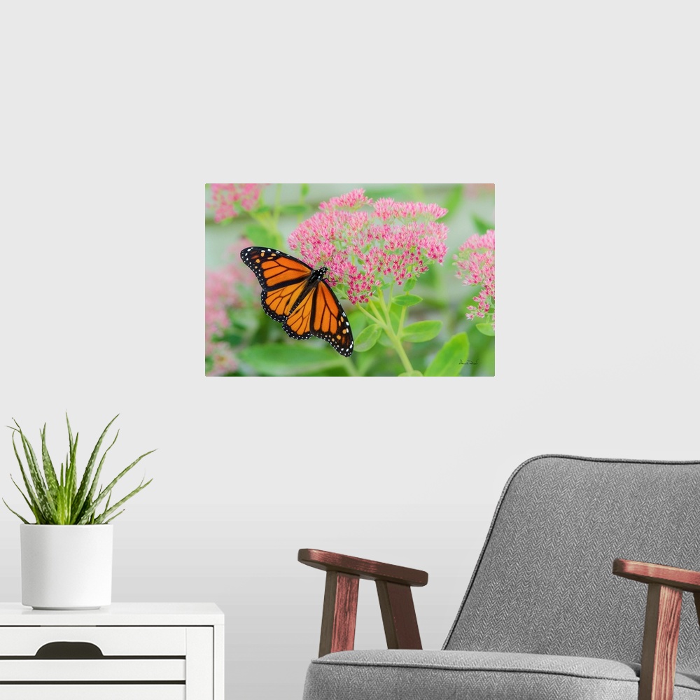 A modern room featuring Monarch Butterfly (Danaus plexippus) newly emerged from its crysalis feeding on pink sedum flowers.