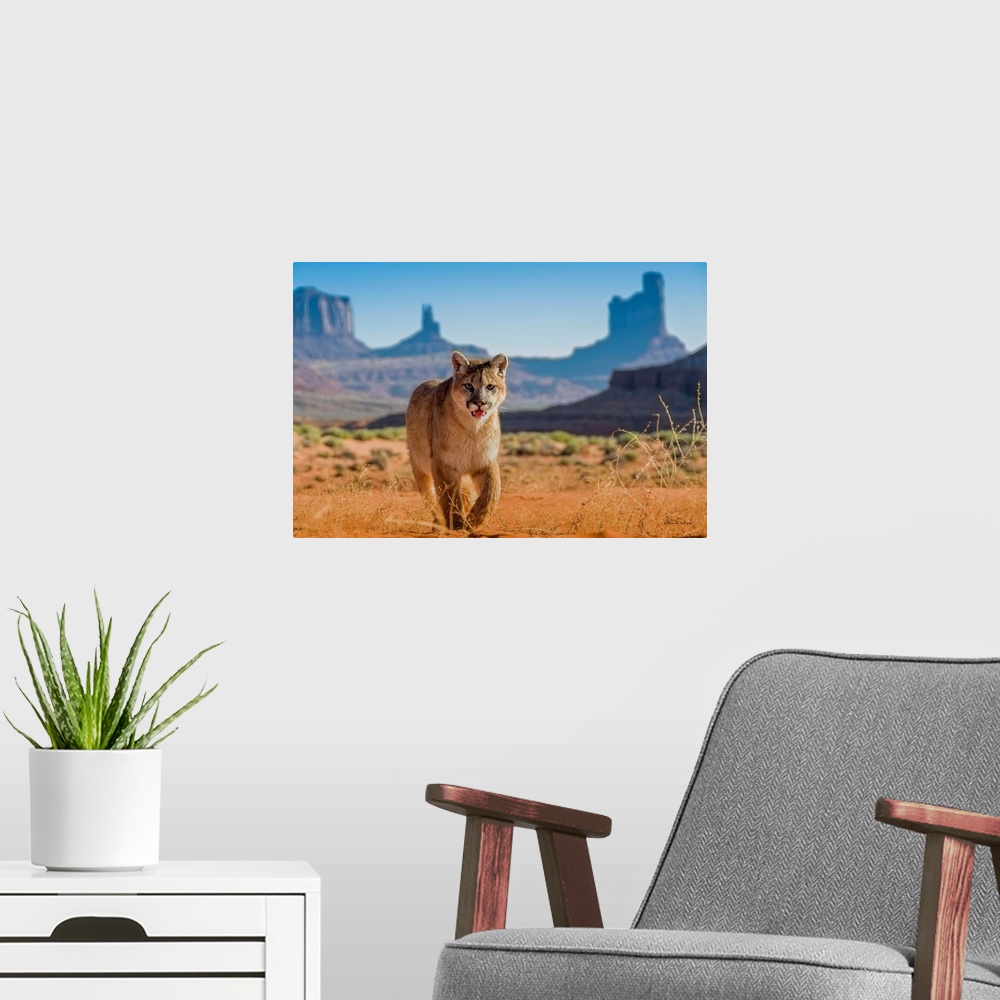 A modern room featuring Young Mountain Lion (Felis concolor) in Monument Valley with The Mittens in the background, Arizo...