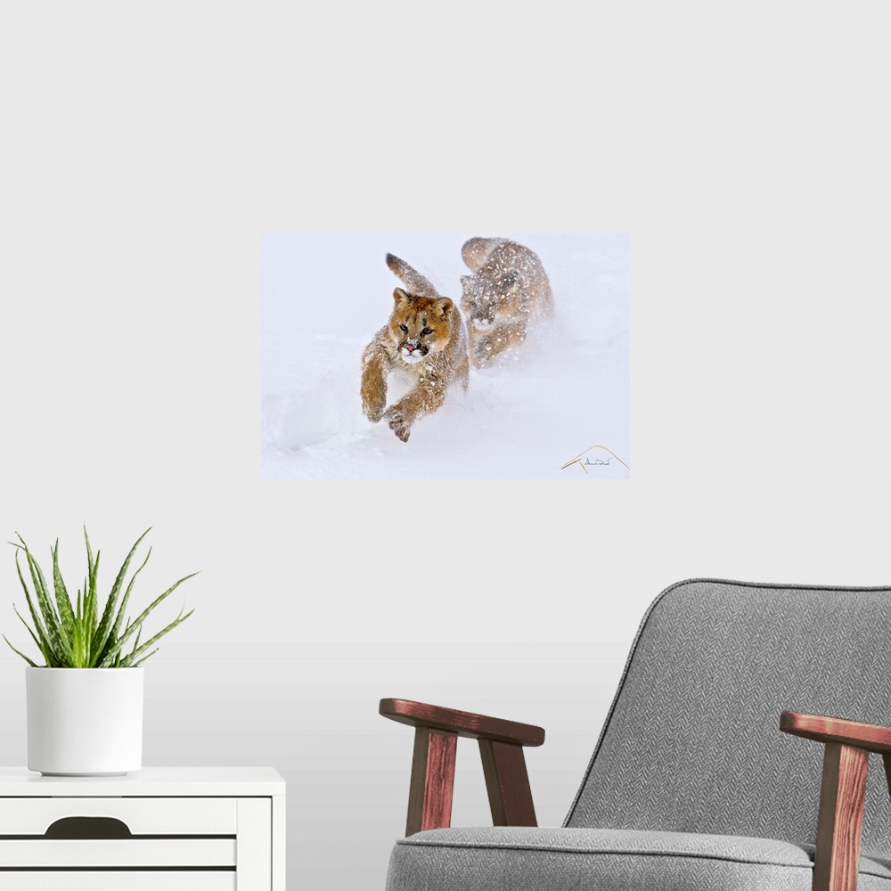 A modern room featuring Young Mountain Lion (Felis concolor) cubs chasing in play near Bozeman Montana, USA.