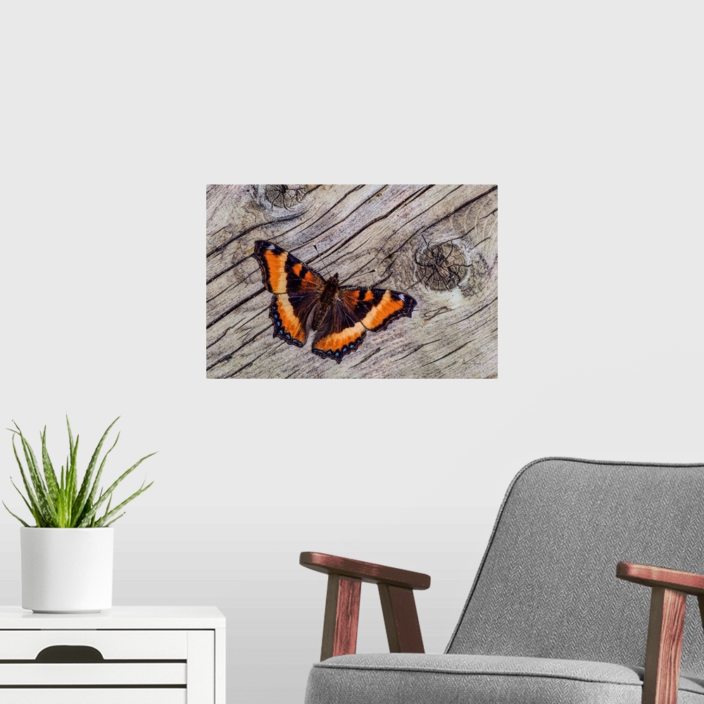 A modern room featuring Tortoise Shell Butterfly on weathered wood,  Kleefeld, MB, Canada.