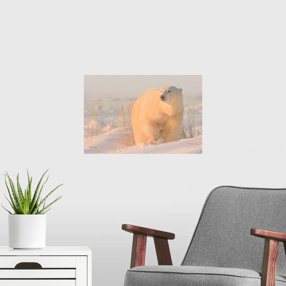 A modern room featuring Polar Bear on Hudson Bay Coast, Manitoba, Canada bathed in the warm light of dawn.