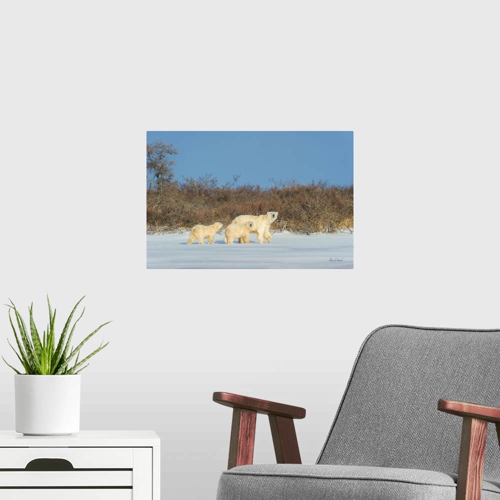 A modern room featuring Polar bear mother and cub exploring a tundra lake while waiting for sea ice to form on Hudson Bay...