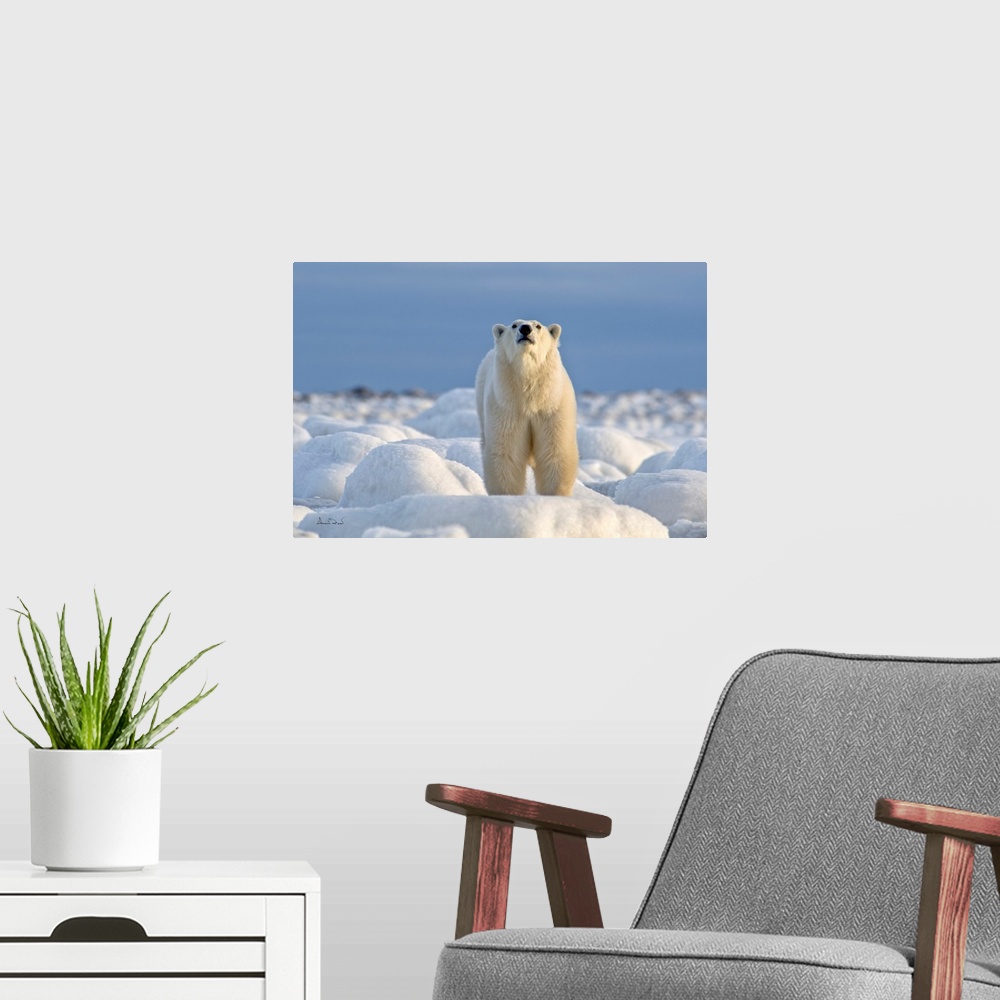 A modern room featuring Polar bear on Hudson Bay coast in Manitoba, Canada, in a brilliant setting of ice-covered rocks a...