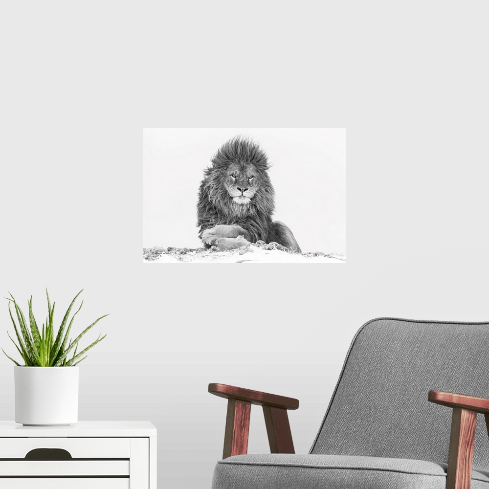 A modern room featuring Rare barbary lion in relaxed pose - extirpated in the wild.