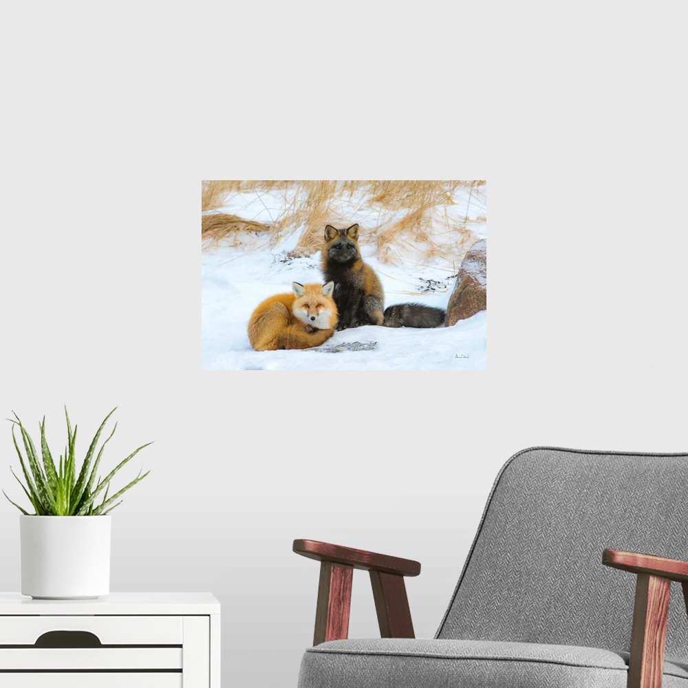 A modern room featuring Red fox (Vulpes vulpes) normal phase and cross fox in friendly greeting, Seal River Lodge, Church...