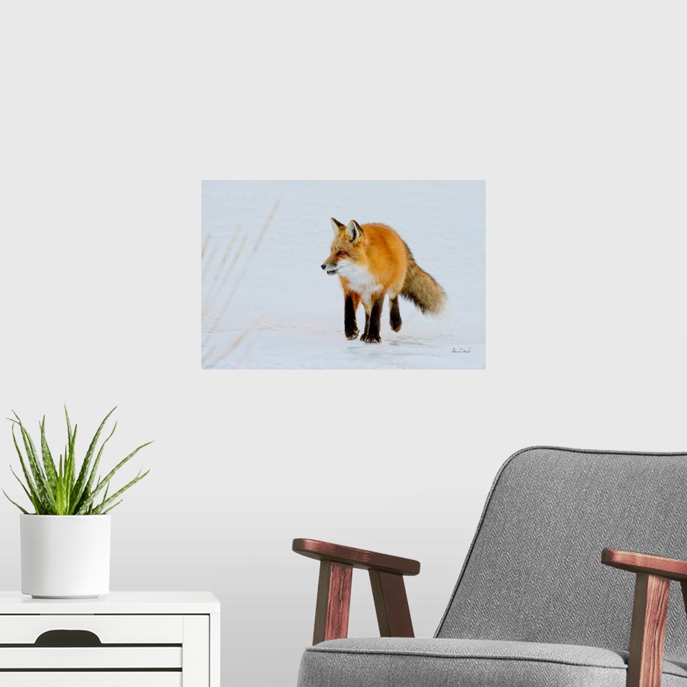 A modern room featuring Red Fox (Vulpes vulpes) on the hunt near Hudson Bay, Churchill, MB, Canada.