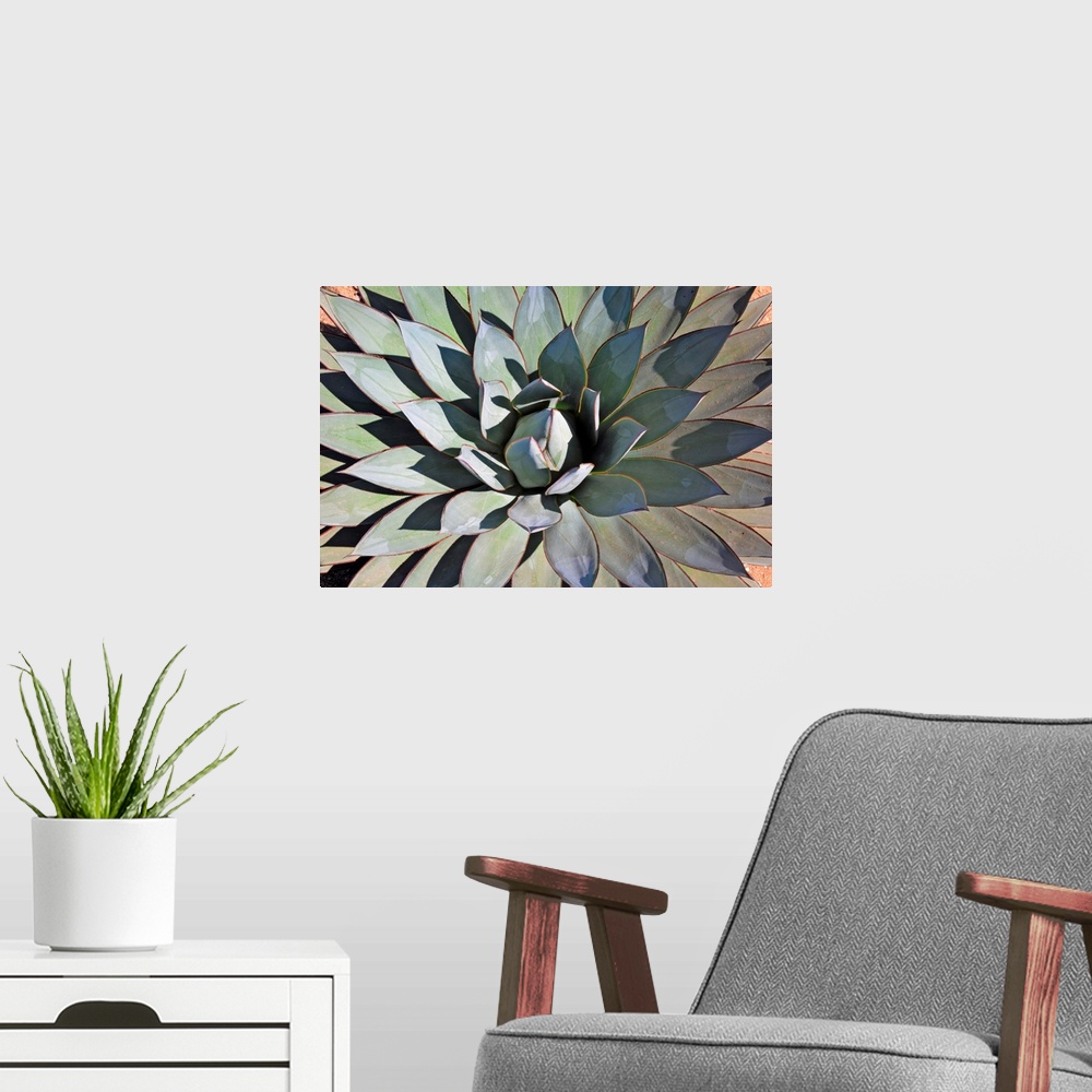 A modern room featuring Agave bush close-up portrait.
