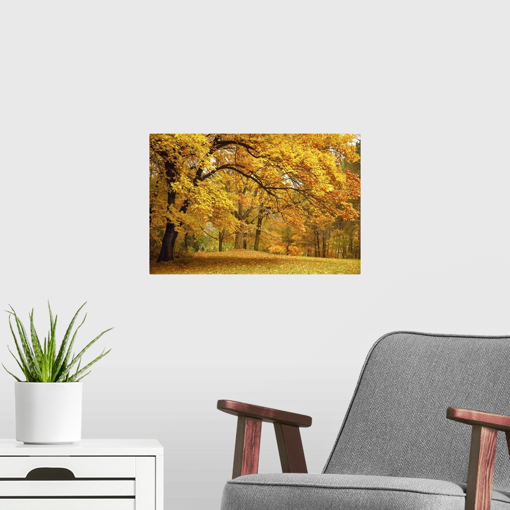 A modern room featuring Autumn gold trees in a beautiful park.