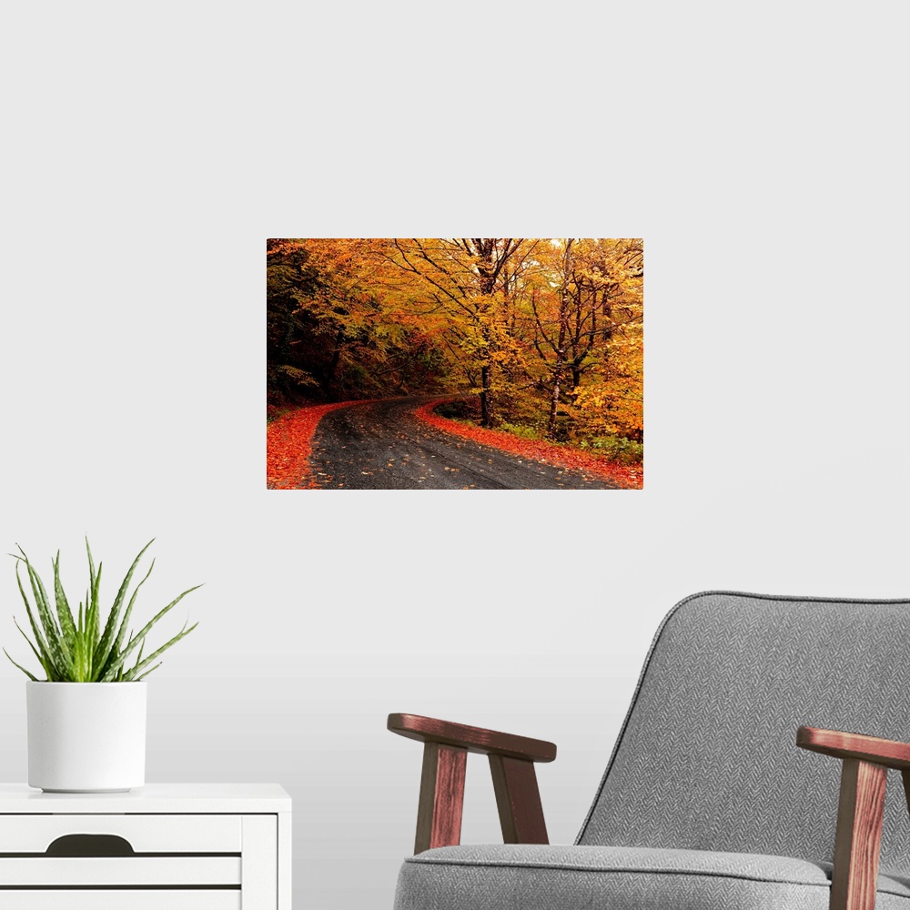 A modern room featuring Autumn landscape with a beautiful road and colored trees.