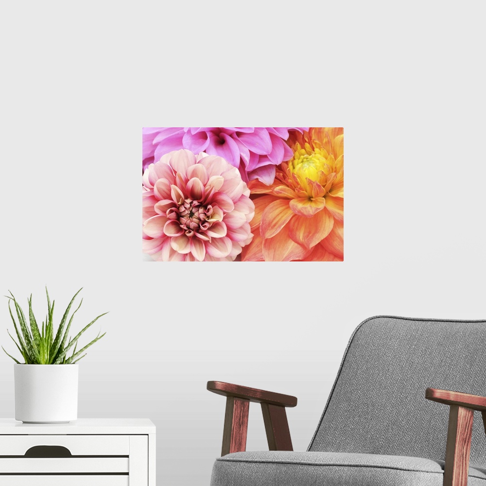 A modern room featuring A close-up shot of beautiful multicolored dahlias.
