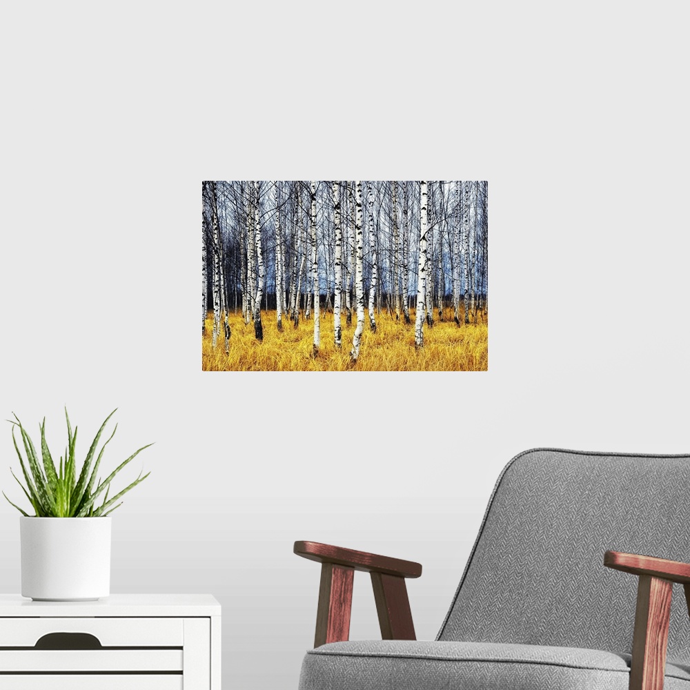 A modern room featuring An autumn birch grove among orange grass.