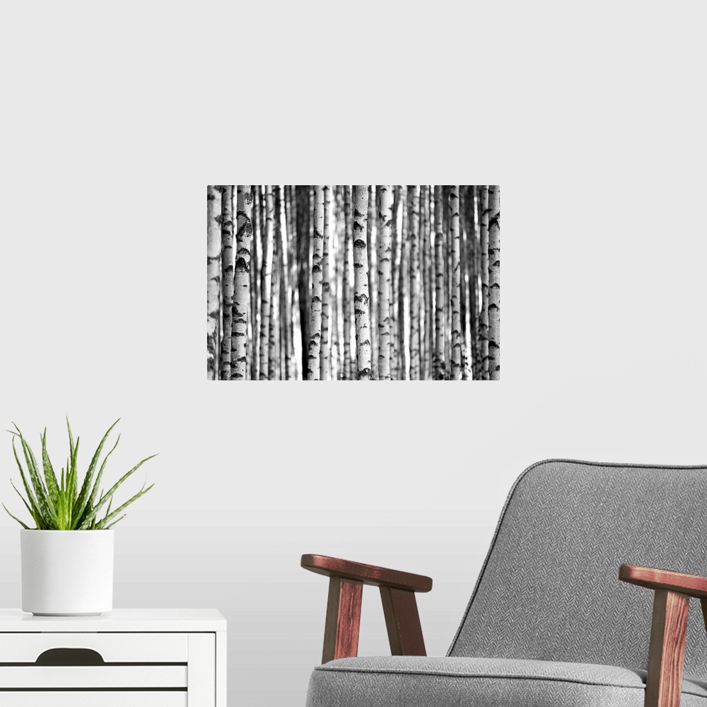 A modern room featuring Trunks of birch trees in black and white.