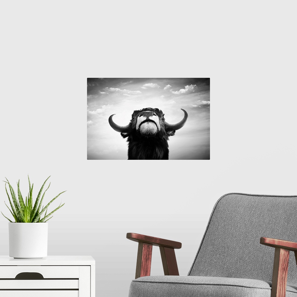 A modern room featuring Black and white impudent bull portrait.