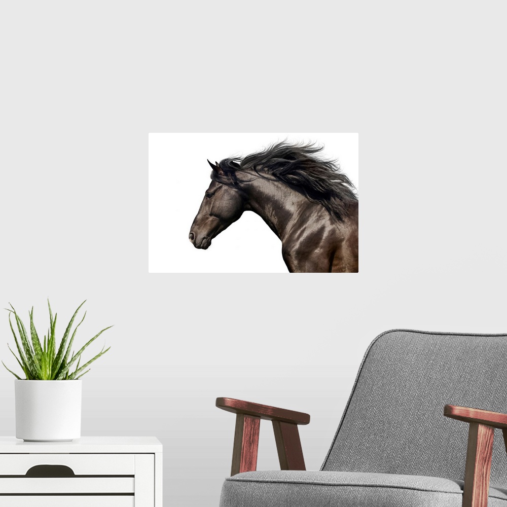 A modern room featuring Black Horse On White
