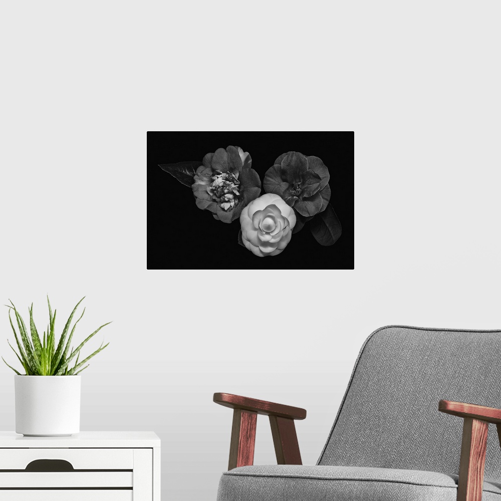 A modern room featuring Dark monochrome macro of three camellia blossoms on a black background.
