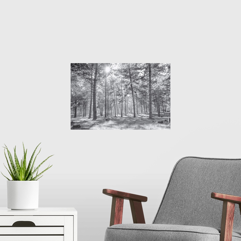 A modern room featuring Foggy woods in a soft black and white.