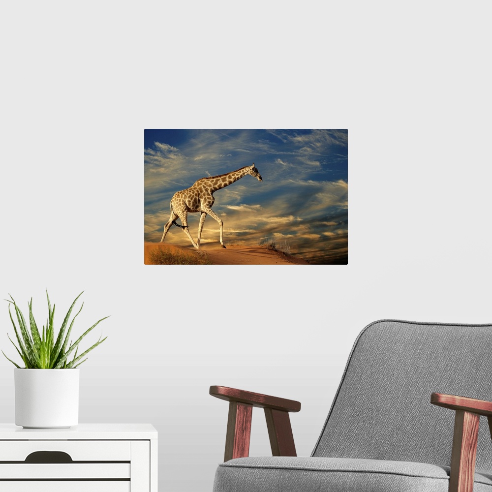 A modern room featuring Giraffe (Giraffa camelopardalis) walking on a sand dune with clouds, South Africa.