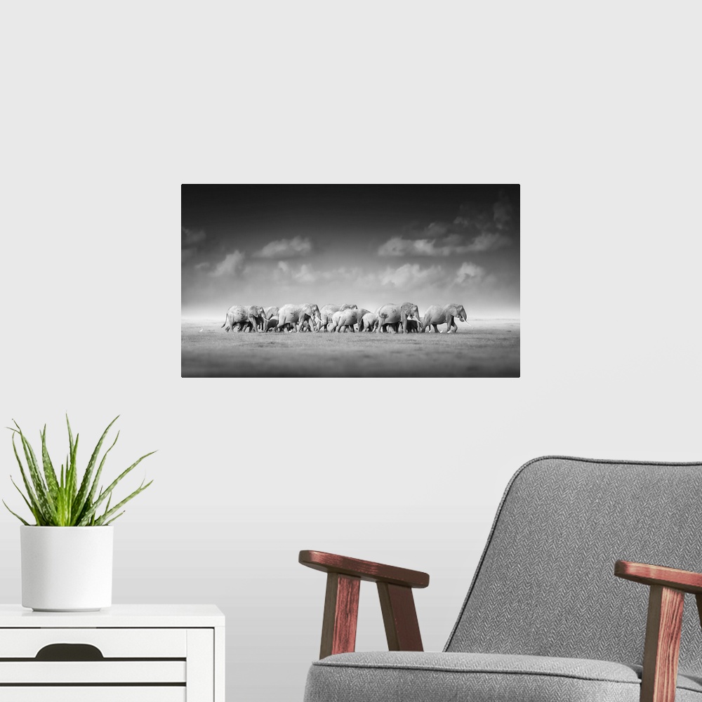 A modern room featuring Artistic, black and white photo of large herd of African elephants, Loxodonta Africana, from adul...
