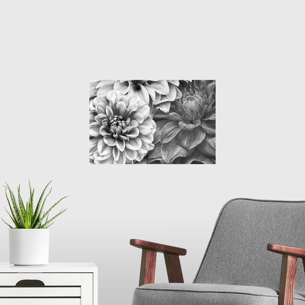 A modern room featuring A monochrome shot of a bunch of dahlia flowers.