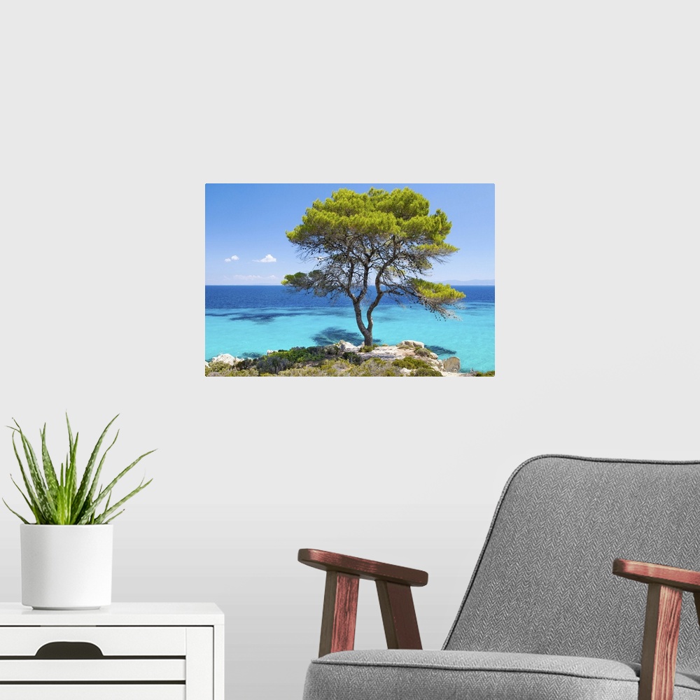 A modern room featuring Pine forest tree by the sea in Halkidiki, Greece.